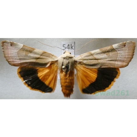 Noctua fimbriata (Schreber, 1759) Rolnica aksamitka Czech54k